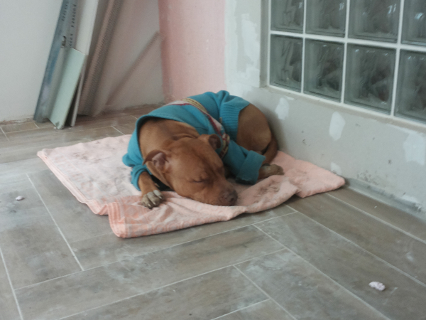 Prenova hiše pes pitbull spi na delovišču